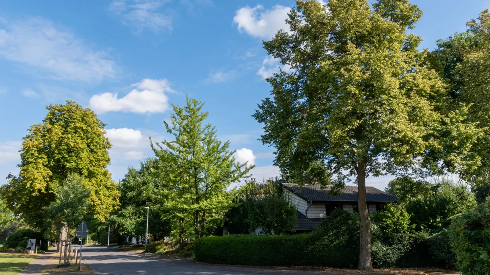 A leafy suburban street corner in summer, with flat ground, mature trees and a blue sky